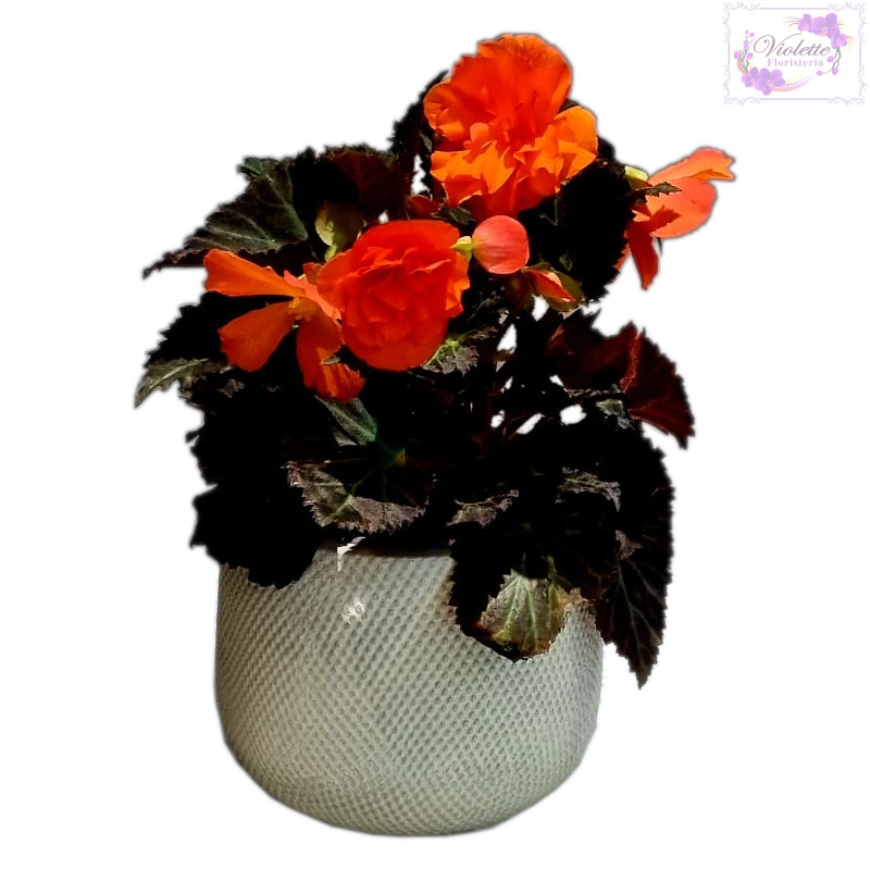 Begonia de lujo roja Blanco