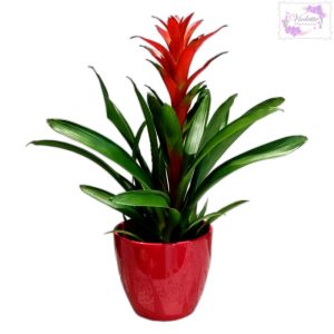 Bromelia