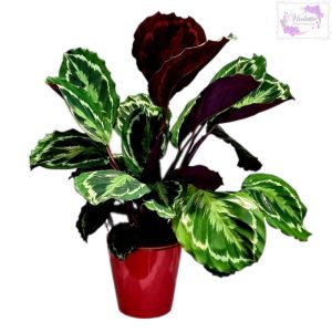 Calathea Medalion