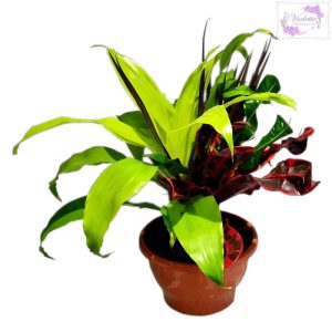 Composición pequeña de plantas