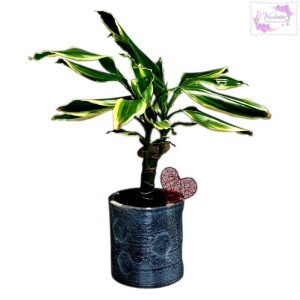 Dracaena Fragans