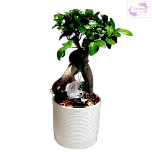 Ficus Ginseng