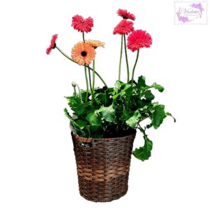 Gerberas con múltiple color