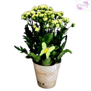 Kalanchoe Blossfeldiana