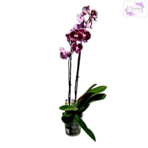 Orquídea Phalaenopsis