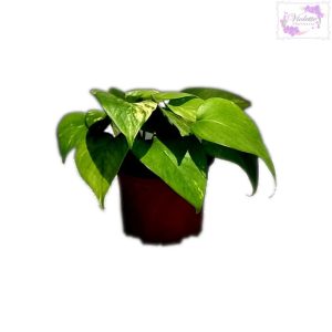 Potus pequeño en maceta