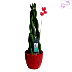 Sansevieria trenzada